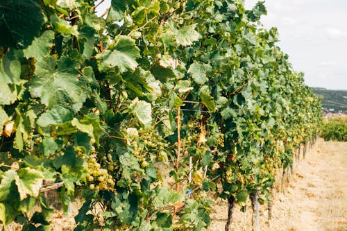 A Grapevine with Green Grapes