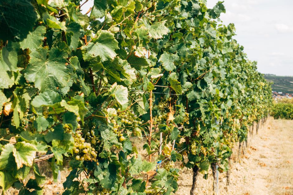 Vibrant vineyard with green grapes thriving under the summer sun, highlighting nature's beauty.