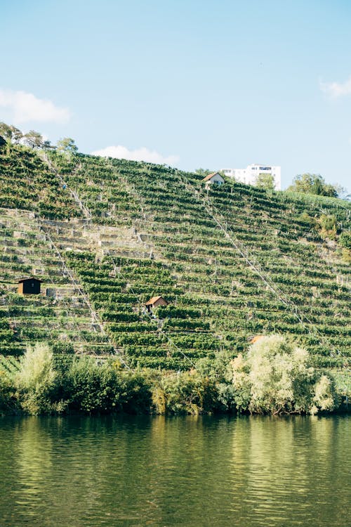 Hillside Vineyard next to a Body of Water 