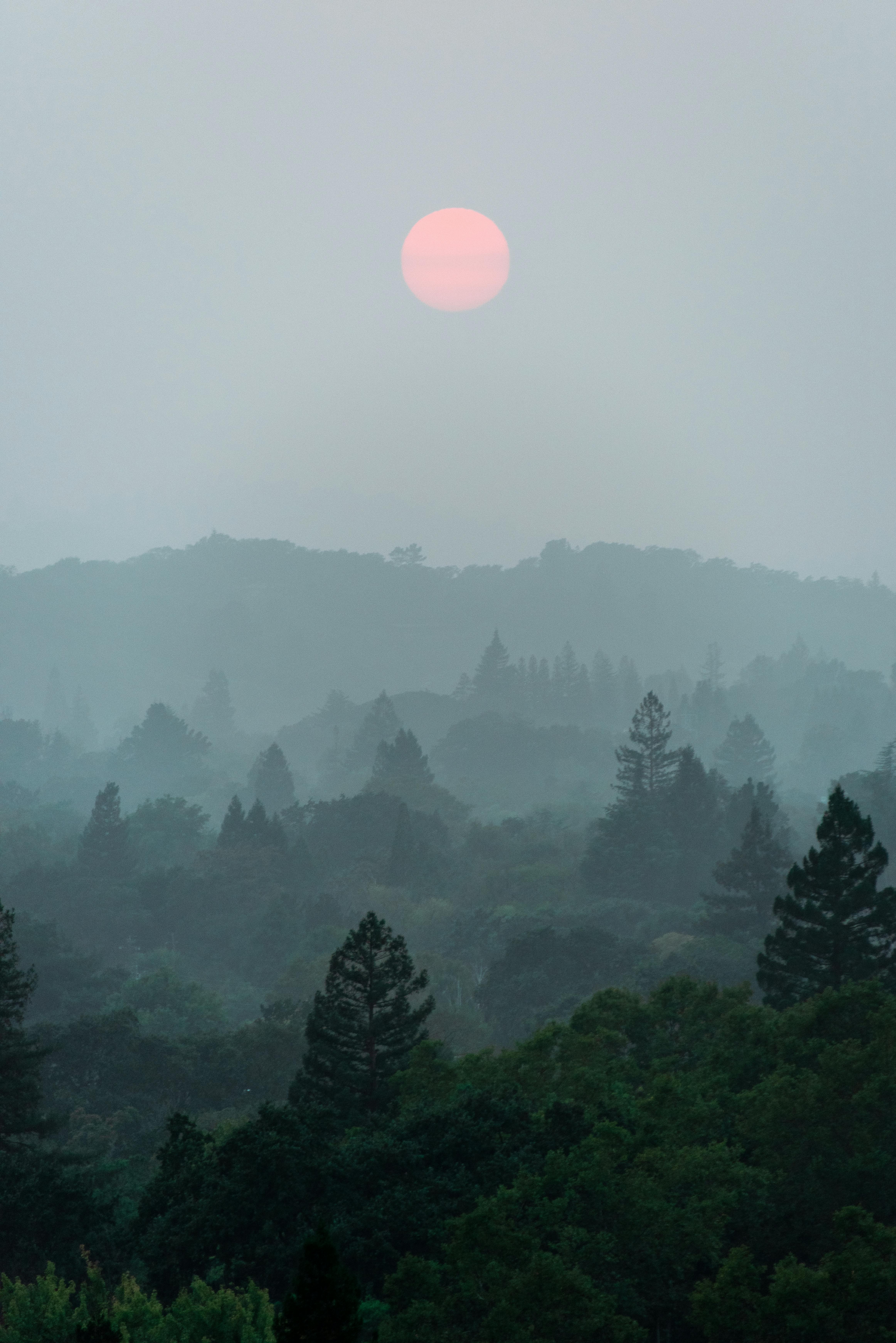 green forest with coniferous trees in haze