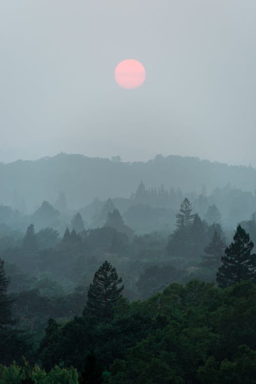 Lush wood with green foliage and coniferous trees under bright rising sun in foggy sky