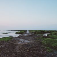 Mossy coastal pathway by Ellie Burgin on Pexels