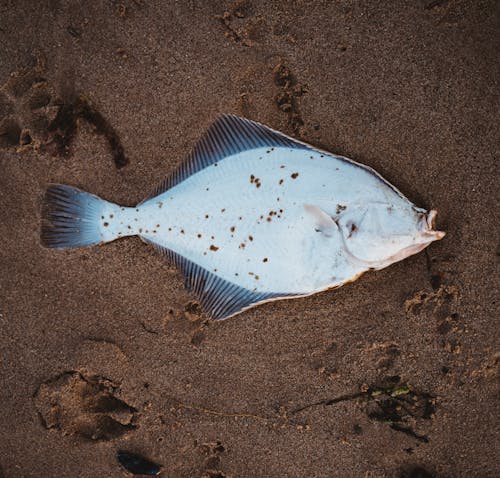 Free Ingyenes stockfotó hal, halál, homok témában Stock Photo