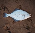 Gray and White Fish on Gray Sand