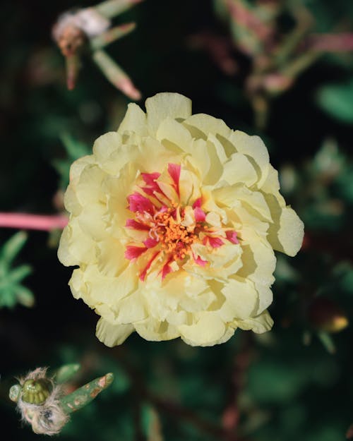 Close-up of Paeonia Lactiflora