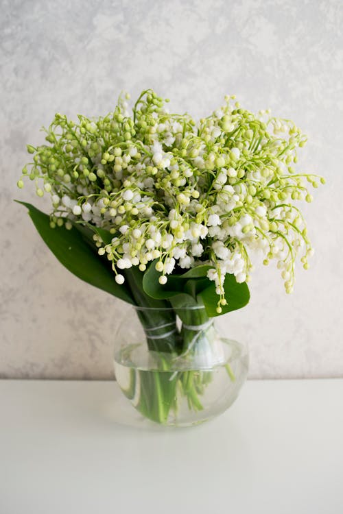 Photograph of White Flower Buds in a Glass Vase