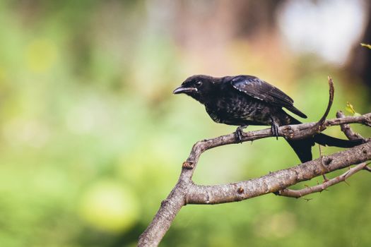crow photo