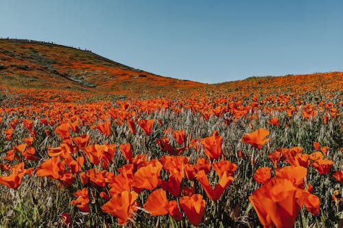 Meadow of vibrant red delicate flowers near slope under light blue cloudless sky