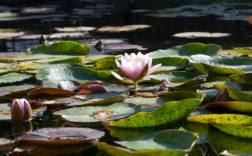 Photograph of a Pink Water Lily Flower in Bloom