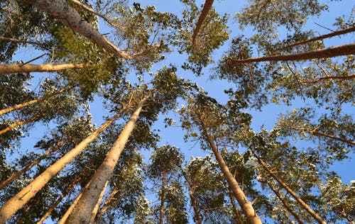 Low Angle Show of Green Trees