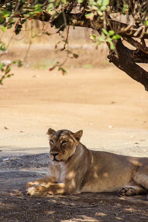 Free Photograph of a Brown Lioness Under a Tree Stock Photo