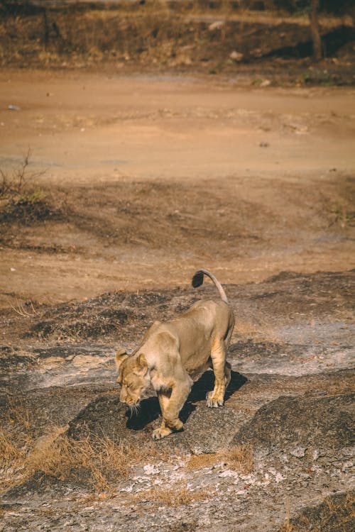 Free Photograph of a Lioness on Rocks Stock Photo