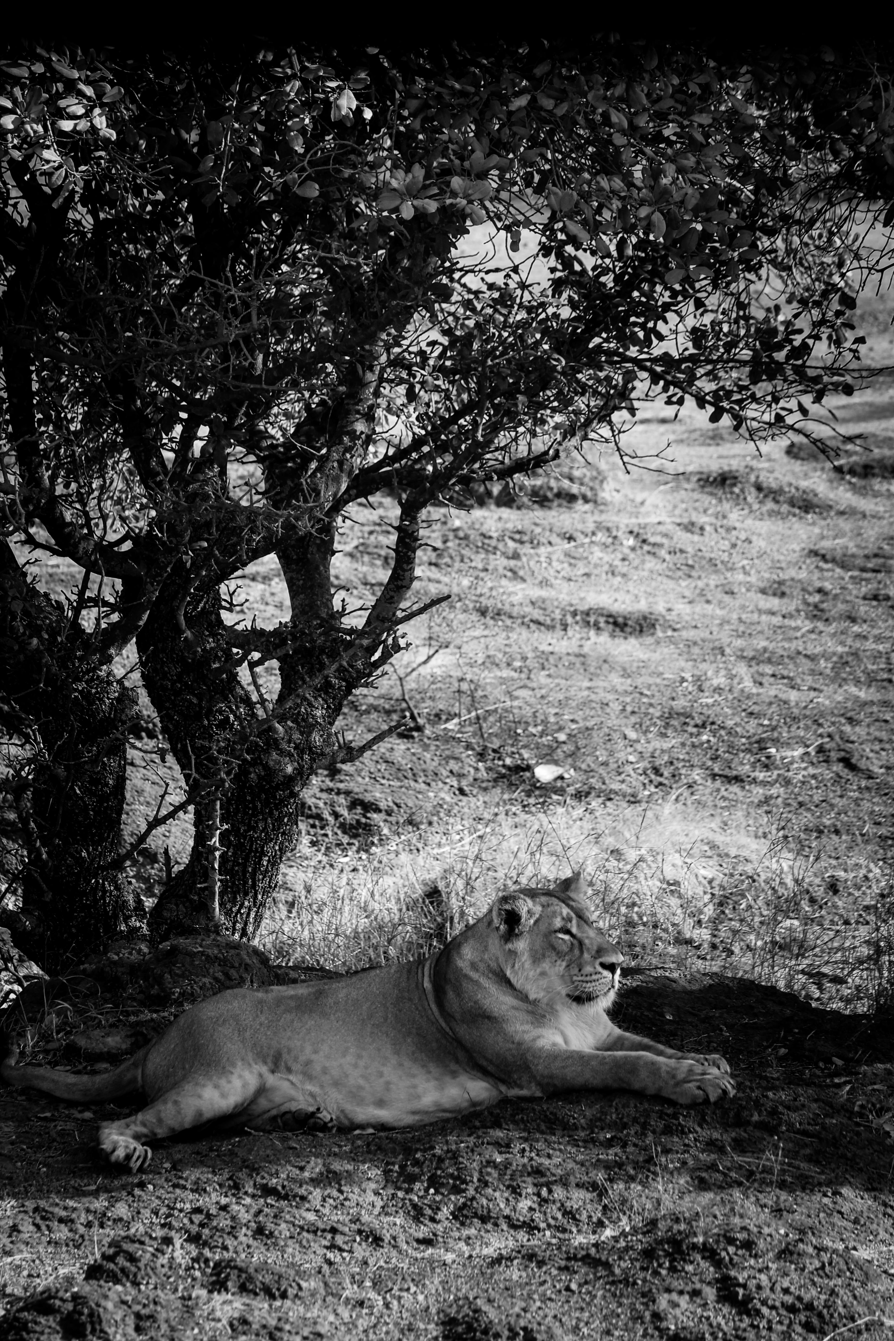 A tranquil black and white image of a lioness resting under a tree in Gir Forest, India.