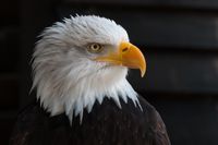Vista 1 águila