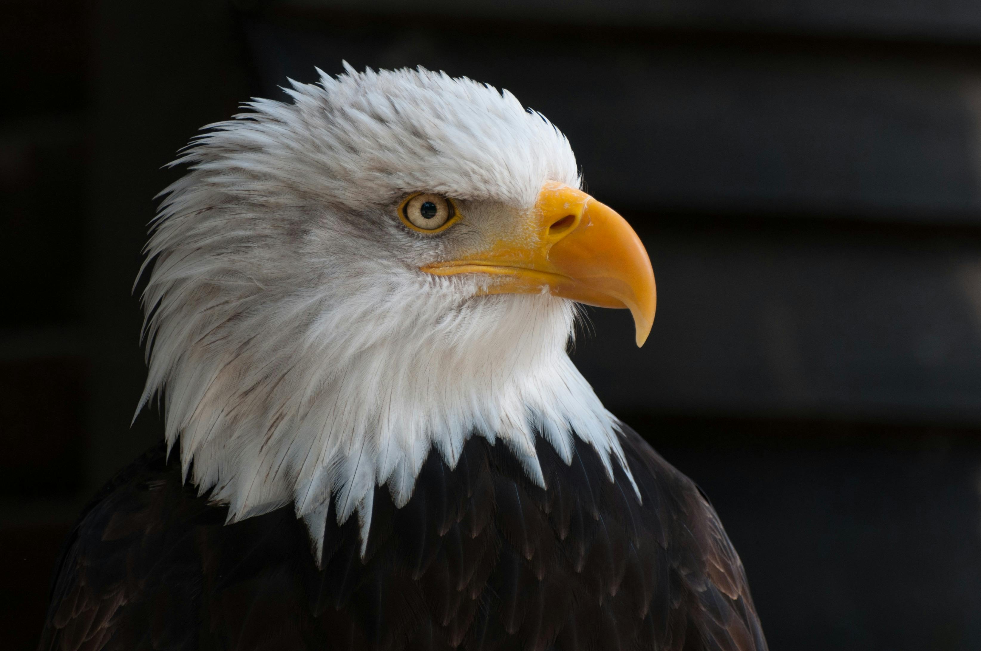 Close Photography of Bald Eagle · Free Stock Photo
