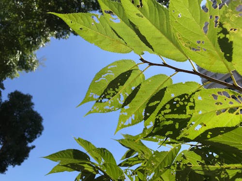 Gratis lagerfoto af blå himmel, blade, gren