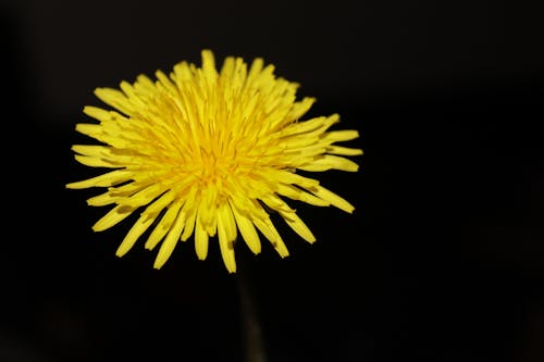 Free Close Photography of Yellow Aster Stock Photo