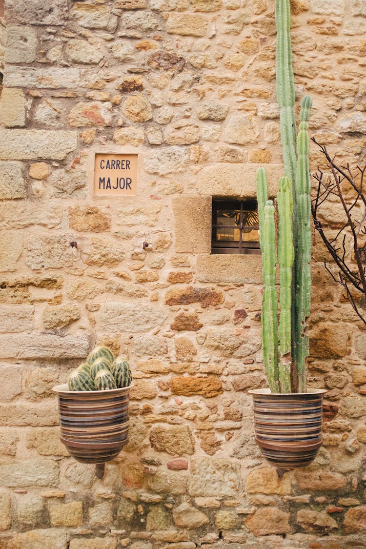 Photograph Of Green Cacti In Pots