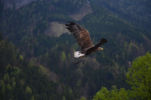 Free Brown and Black Flying Hawk Stock Photo