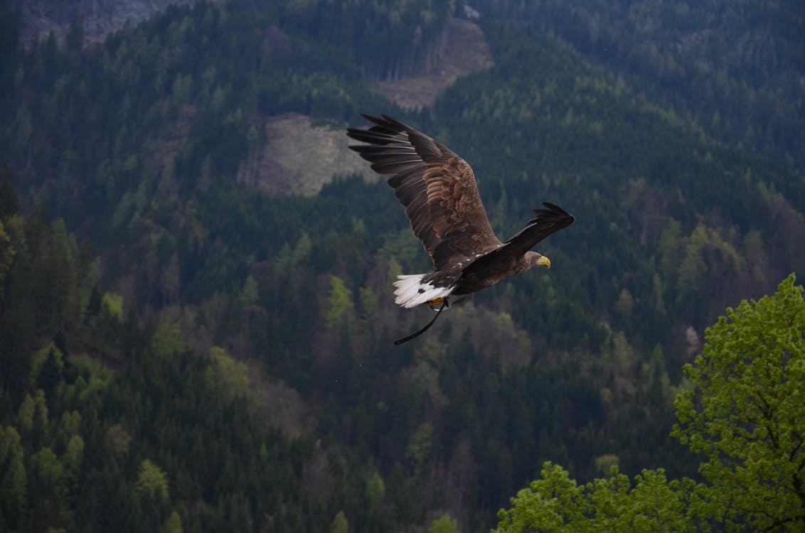 Brown and Black Flying Hawk