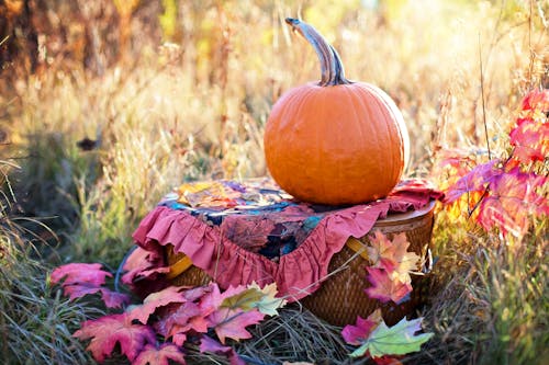 Photograph of an Orange Pumpkin Near Maple Leaves