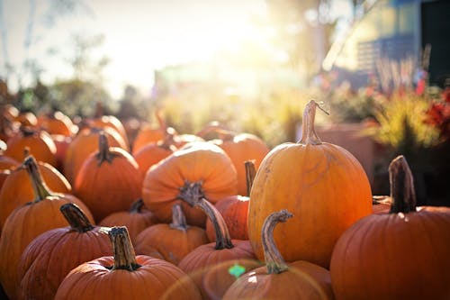 Photograph of Orange Pumpkins