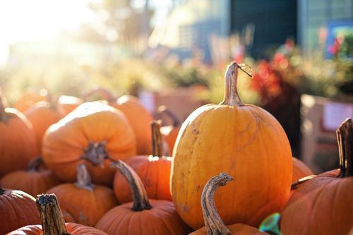 Free A close-up of vibrant pumpkins basking in sunlight, capturing the essence of fall harvest. Stock Photo