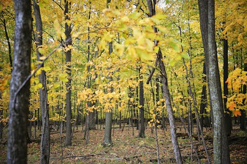 Photograph of Trees with Yellow Leaves