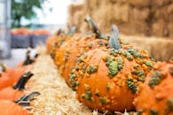 干草上排列着充满活力的疣南瓜，非常适合秋天收获的场景