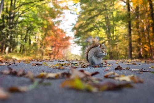 Photograph of a Squirrel on a Road with Leaves