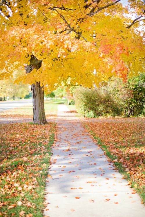 Gratis stockfoto met boom, gevallen bladeren, herfst