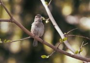 Low angle of small gray bird with pointed beak resting on dry tree twig in garden