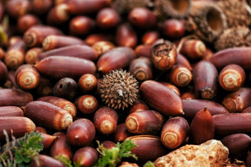 Pile of bright brown acorns with pointed edges
