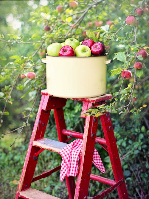 Free A Pot of Green and Red Apple on a Ladder Near Apple Tree Stock Photo