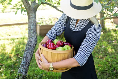 Photo of a Woman Carrying a Wooden Bucket with Apples