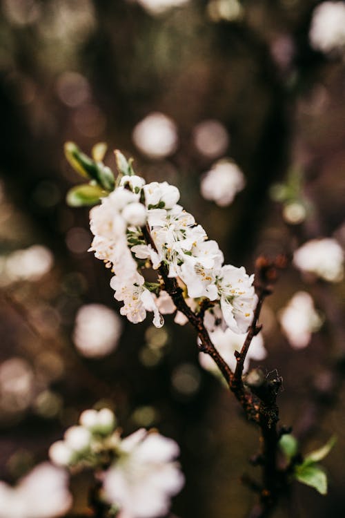 Blooming tree with twigs of delicate flowers