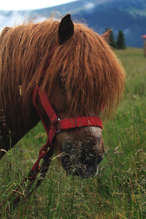 Fotobanka s bezplatnými fotkami na tému kôň, modré hory