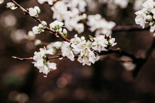 Thin delicate blooming flowers of cherry on blurred background of nature in spring