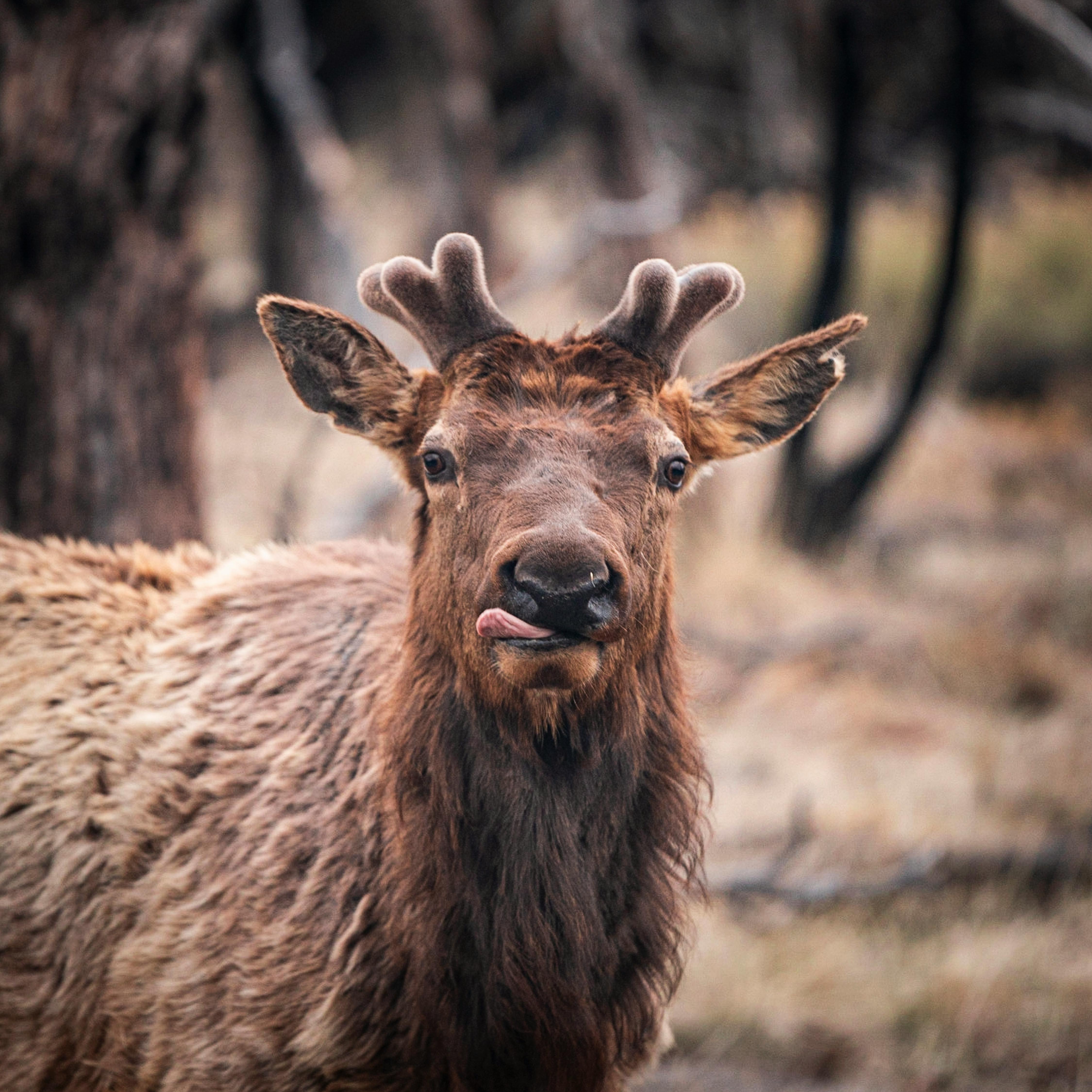 De franc Foto d'estoc gratuïta de a l'aire lliure, animal, animal divertit Foto d'estoc