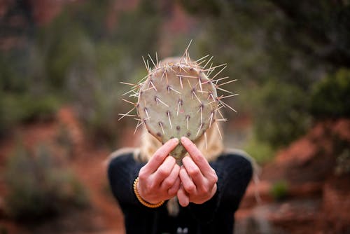Free Photo of a Person Holding a Cactus Leaf with Thorns Stock Photo
