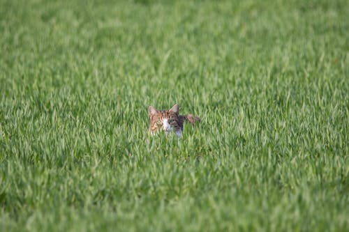 キティ, ぶち猫, 動物の無料の写真素材