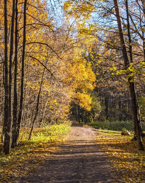 Free An Unpaved Pathway in the Woods Stock Photo