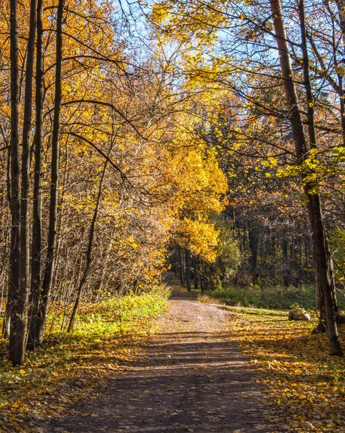 Free Scenic autumn forest with an unpaved path surrounded by golden leaves and trees. Stock Photo