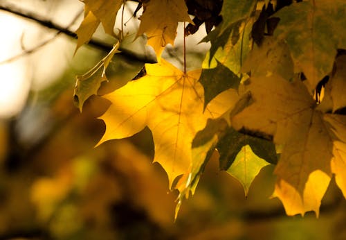 Free Yellow Maple Leaves Hanging Upside Down Stock Photo
