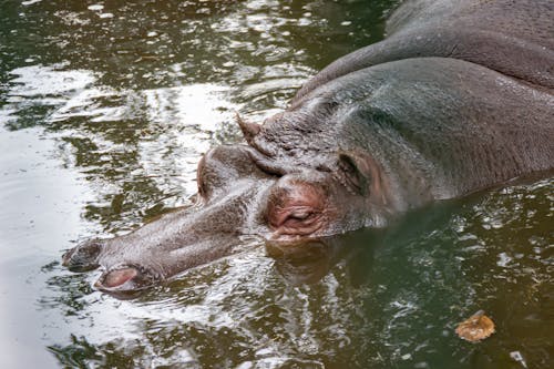 A Close-Up Shot of a Hippopotamus on Water