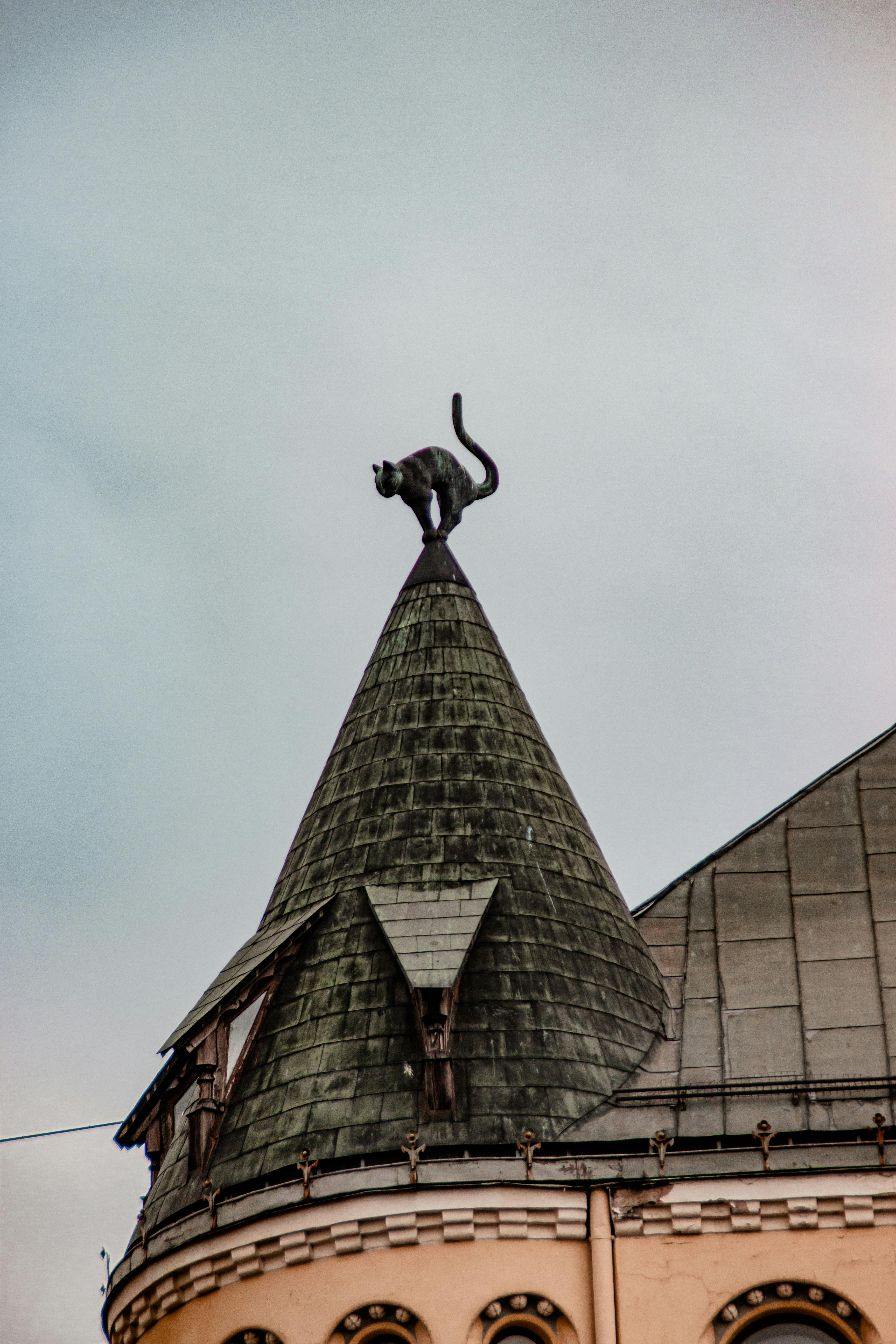 photograph of a cat on a roof