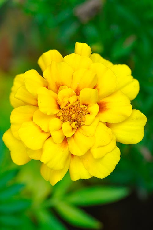 Yellow Flower in Close Up