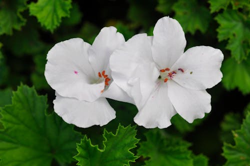 White Flowers with Red Stamen