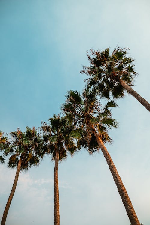 Green Leaves on Palm Trees Under Blue Sky