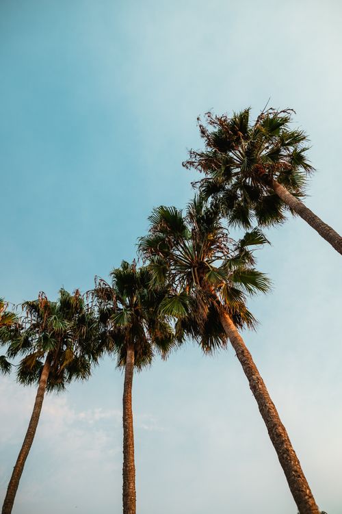 Free Low angle view of tall palm trees against a clear blue sky, showcasing a tropical theme. Stock Photo